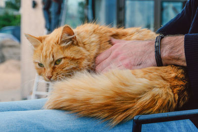 Close-up of cat resting