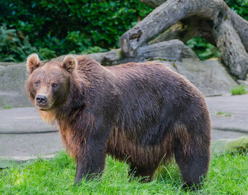 Brown bear in the wild