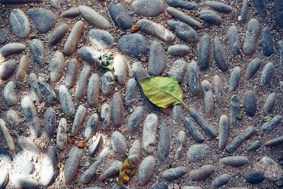 High angle view of fish on plant