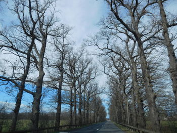 Road amidst bare trees in forest