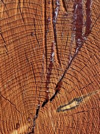 Full frame shot of tree stump