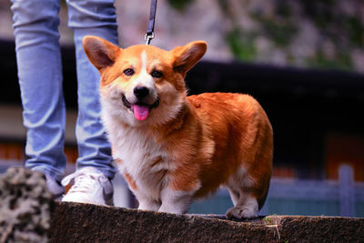 Low section of person with dog standing outdoors