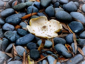 High angle view of pebbles on rocks