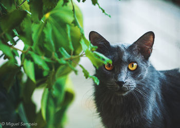 Close-up portrait of a cat