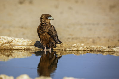 Close-up of bird perching on lake