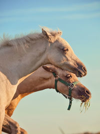 Close-up of horses