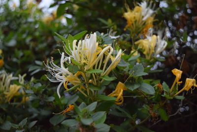 Close-up of white flowers blooming in garden