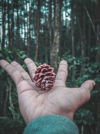 Cropped image of hand holding pine cone against trees at forest