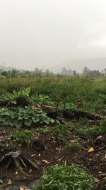 Scenic view of field against sky during rainy season