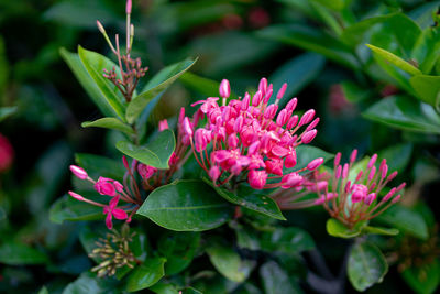 Close-up of purple flowering plant