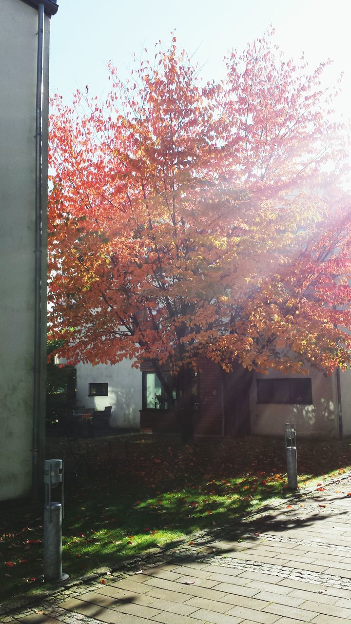 tree, built structure, building exterior, architecture, house, growth, nature, day, residential structure, outdoors, no people, residential building, clear sky, plant, season, autumn, branch, city, flower, street light