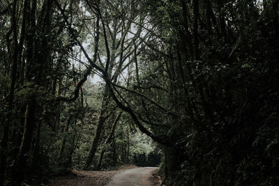 Road amidst trees in forest