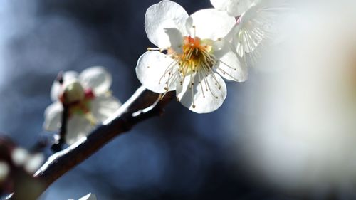 Close-up of white flowers blooming outdoors