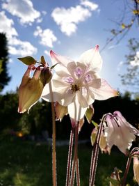 Close-up of white flowering plants against sky