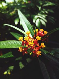 Close-up of flowering plant