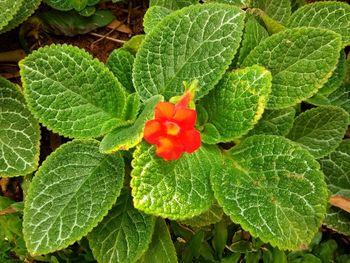 Close-up of red leaves on plant