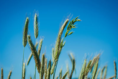 Wheat growing at farm against clear blue sky