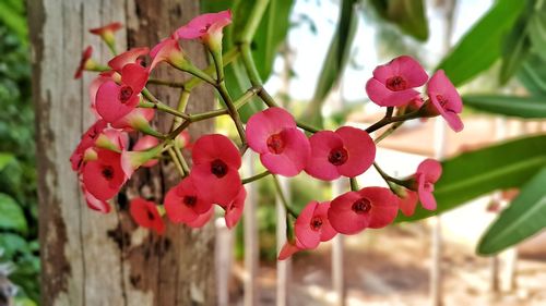 Close-up of pink flowering plant