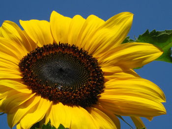 Close-up of sunflower