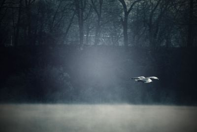 Bird flying over lake against bare trees during foggy weather