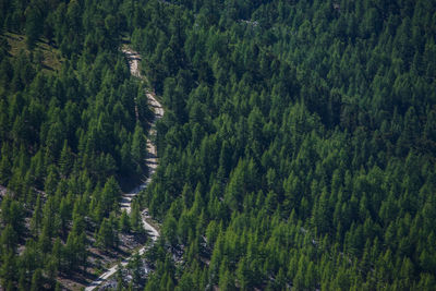 Pine trees in forest against sky