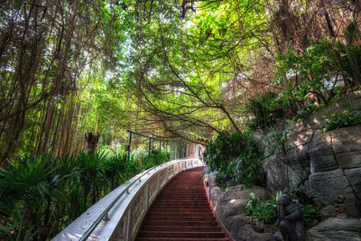 Footpath amidst trees in forest
