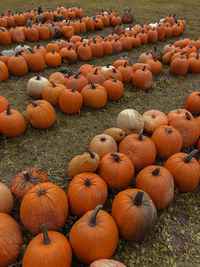 High angle view of pumpkins on field