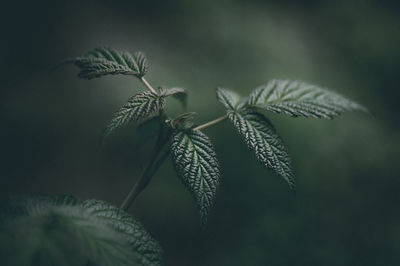 Close-up of leaves on plant