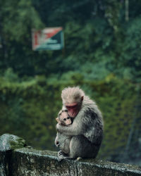 Monkey sitting on retaining wall