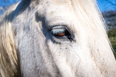 Close-up of horse eye