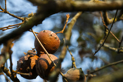 Close-up of fruit growing on tree