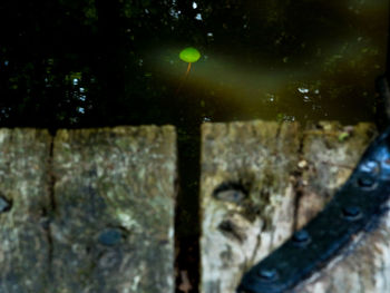 Full frame shot of wet tree