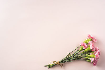 Close-up of pink flower against white background