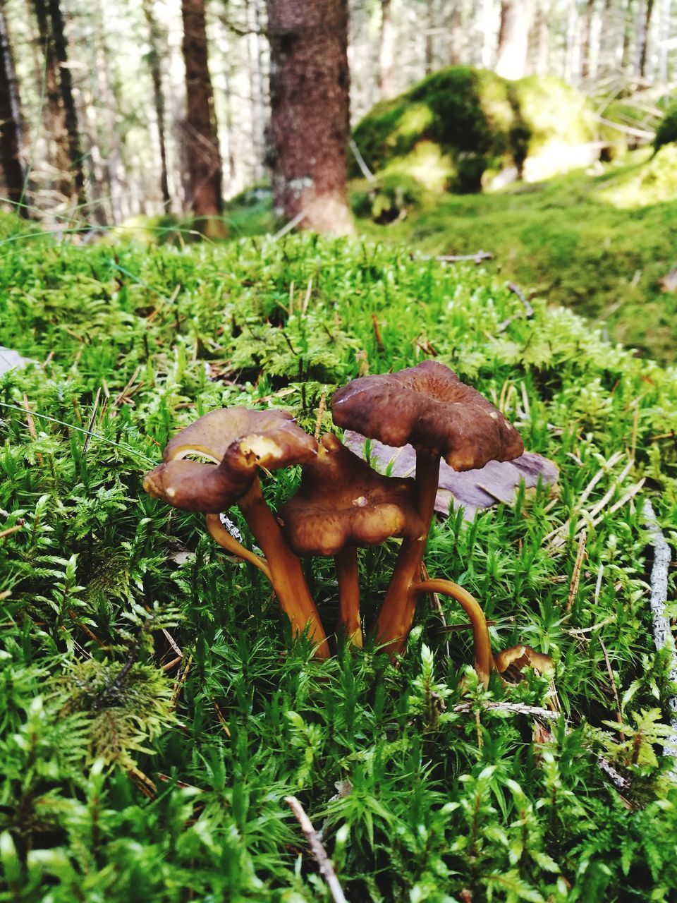 mushroom, fungus, toadstool, nature, growth, grass, fly agaric, beauty in nature, forest, no people, field, day, outdoors, close-up, moss, fragility, freshness, fly agaric mushroom, tree, animal themes