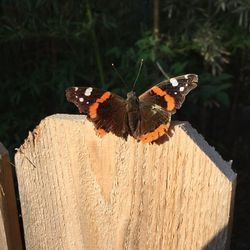 Close-up of butterfly perching on leaf