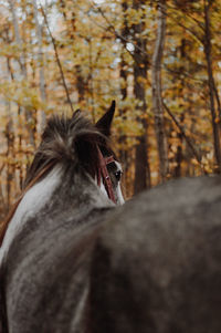 Close-up of a horse on a land