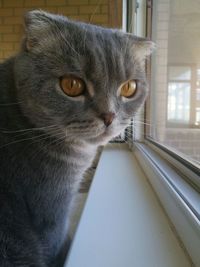 Close-up of cat looking through window