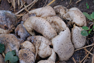 High angle view of mushrooms growing on field