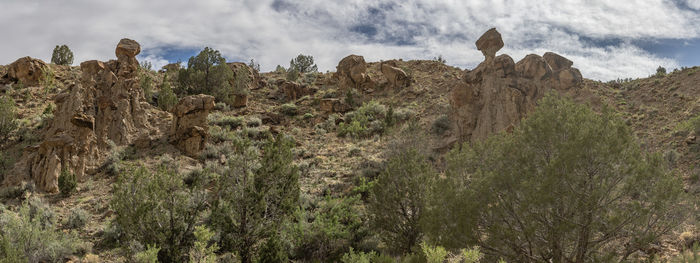 wilderness