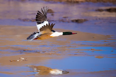 Bird flying over lake