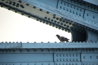 Low angle view of bird perching on building roof