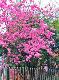 Pink flowers blooming on tree