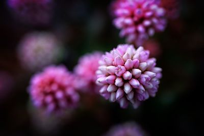 Close-up of purple flowers