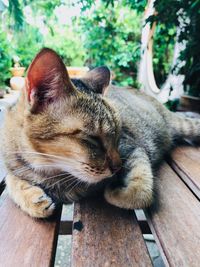 Close-up of cat lying on wood