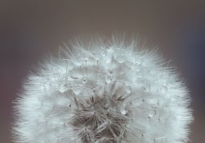 Close-up of dandelion against white background