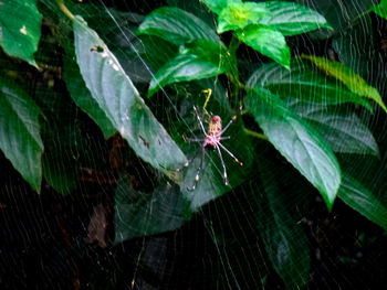 Close-up of spider on plant