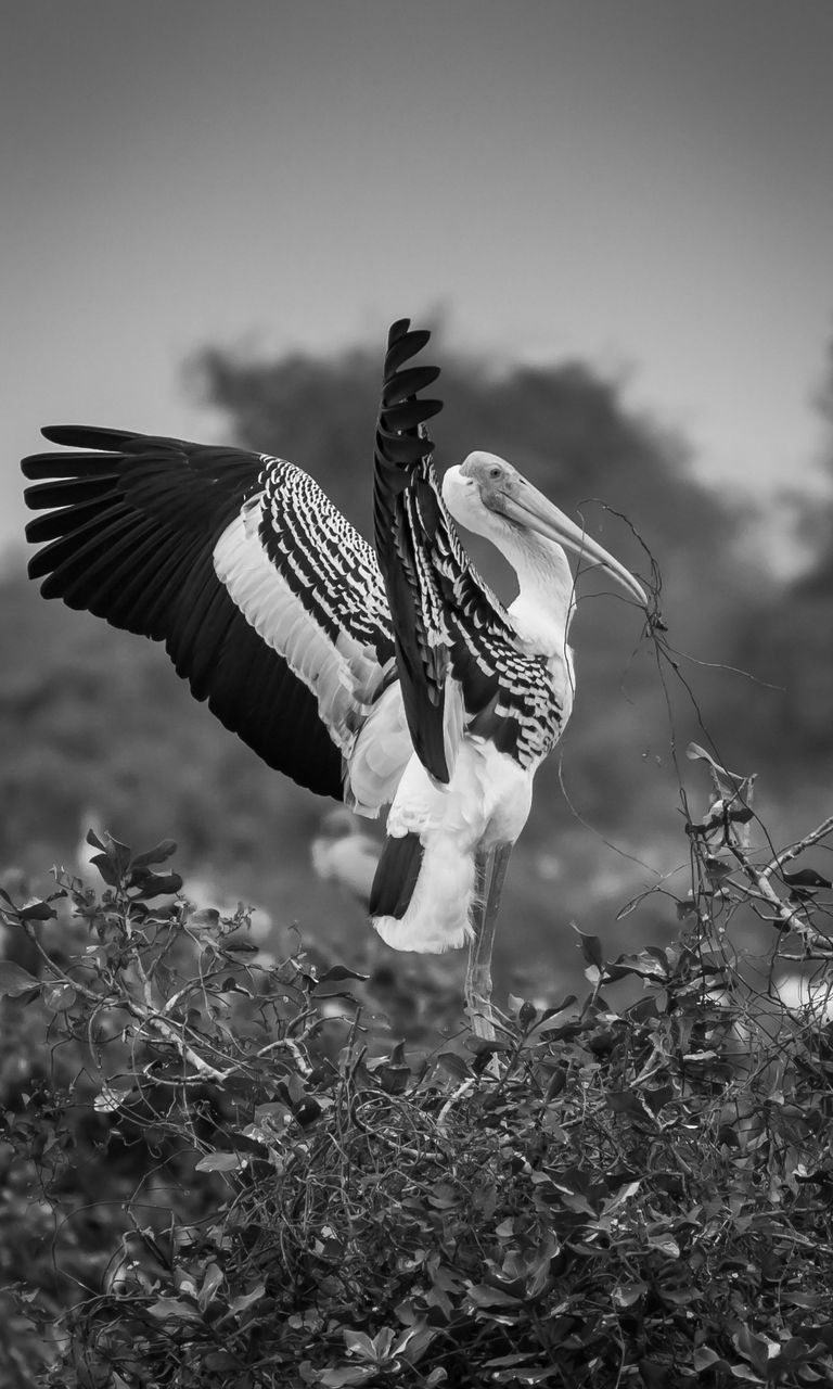 CLOSE-UP OF BIRD FLYING OVER A FIELD