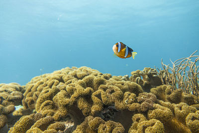 Fish swimming in sea