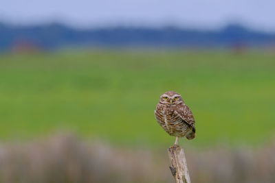 Close-up of a bird perching on plant