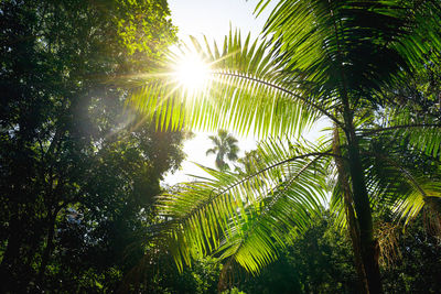 Low angle view of sunlight streaming through trees